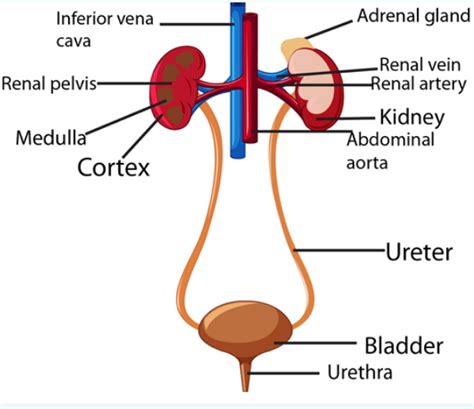 Human Excretory System Diagram Labeled