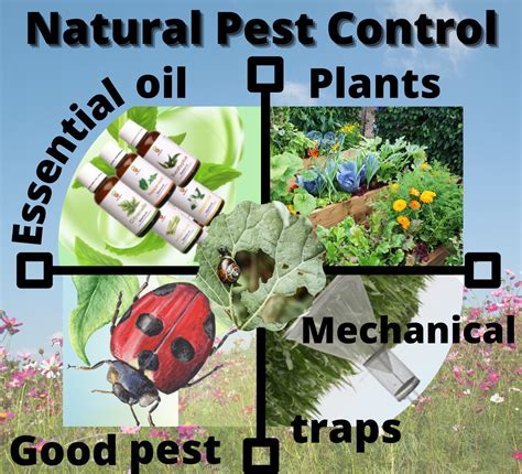 What is natural pest control?