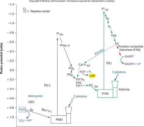 The Picture To The Right Diagrams The Redox Potent... | Chegg.com