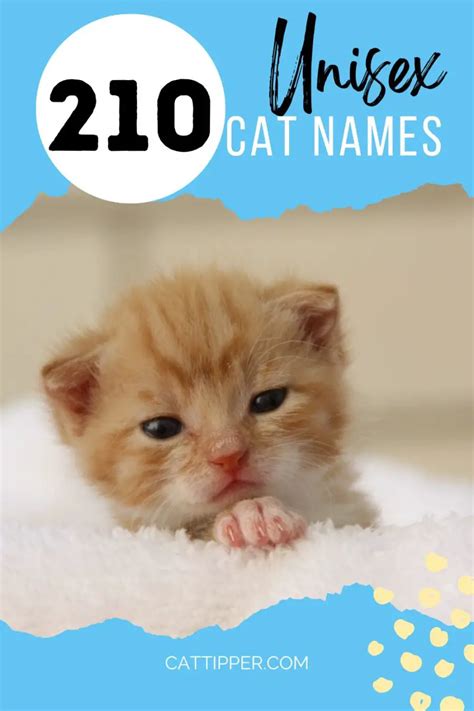 210+ Unisex Cat Names: Gender-Neutral Options for Your Feline Friend