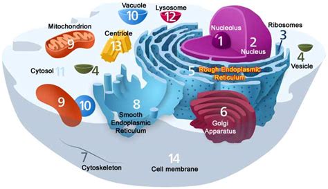 Domain Eukarya - The world of biology