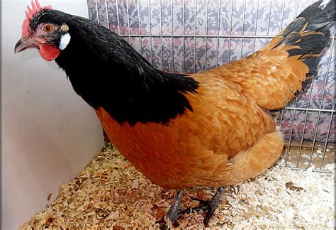 10 of the Most Rare Chicken Breeds