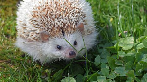 National Hedgehog Day - Elmwood Park Zoo