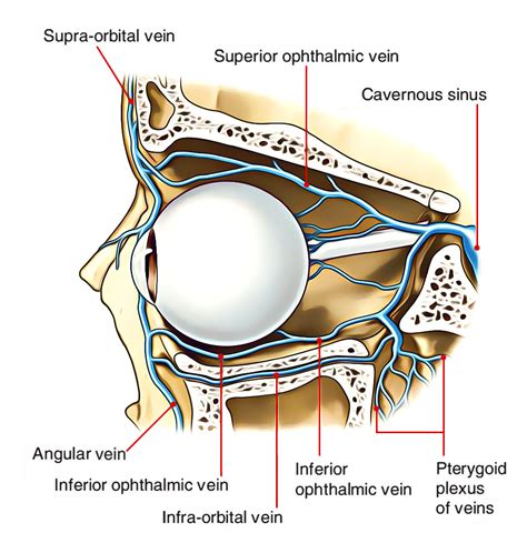 Suspensory and Test Ligaments of the Eye – Earth's Lab