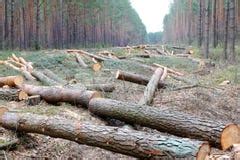 Cutting down large tree stock image. Image of large, thinning - 9173897