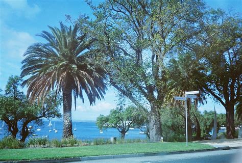 Geelong Waterfront | A photo of the Geelong waterfront palms… | Flickr