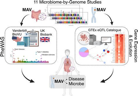 Microbiome-associated human genetic variants impact phenome-wide ...