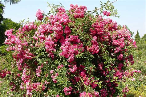 Beautiful Large Flowering Bushes – HomesFeed