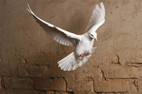 5 Spiritual Meanings of White Dove