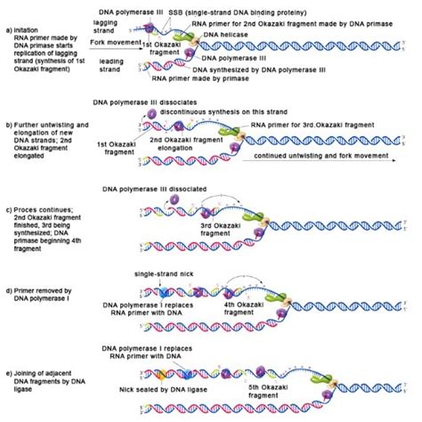 DNA replication in prokaryotes - Microbiology Notes