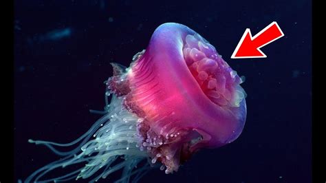 This Jellyfish Never Dies! *Turritopsis Dohrnii* - YouTube