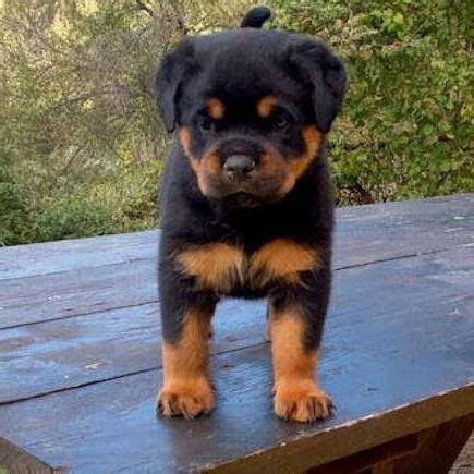 Pin by Charlie Koenig on Rottweiler | Rottweiler puppies, Dog breeds, Baby dogs