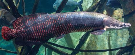 Arapaima (Arapaima gigas) – Predatory Fins