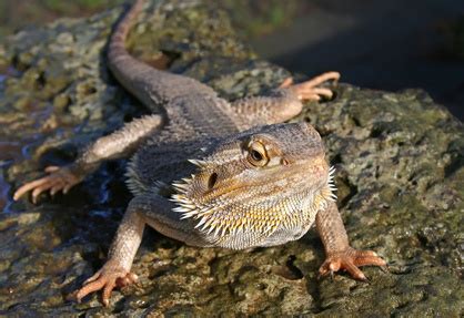 Providing Water for a Bearded Dragon | Bearded Dragon Water Needs