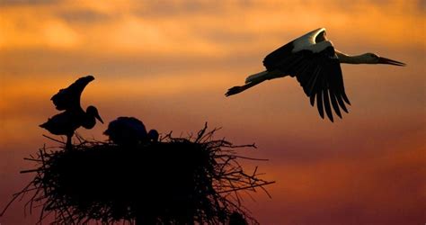 Symbolic Meaning of the Stork on Whats-Your-Sign