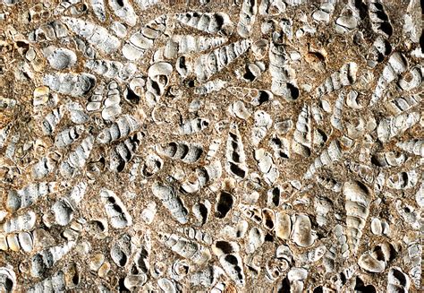 Limestone With Turritella Shell Fossils Photograph by Dirk Wiersma