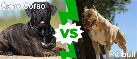 Cane Corso vs Pit Bull - IMP WORLD