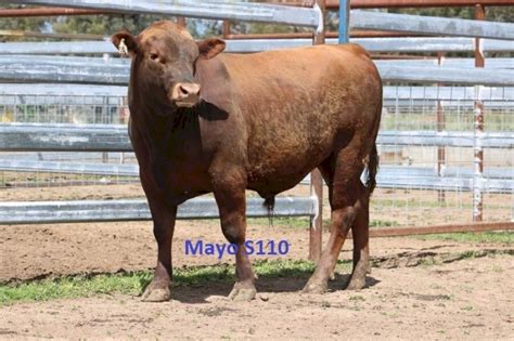 Red Angus Bulls | Farm Tender