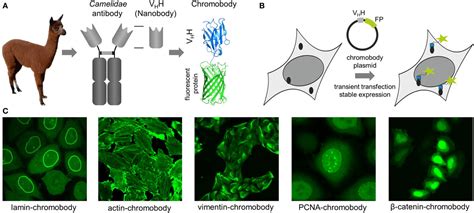 Frontiers | Under the Microscope: Single-Domain Antibodies for Live-Cell Imaging and Super ...