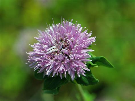 Bouteloua gracilis (Blue Gramma)