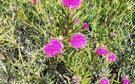 Melaleuca filifolia Dwarf form | Plant Select