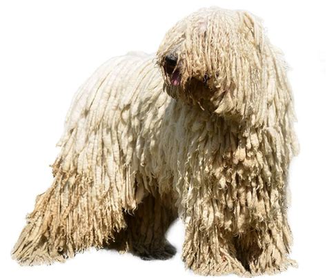 a shaggy dog standing on top of a white floor