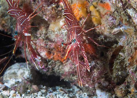 Saltwater Shrimp: Complete Care Guide