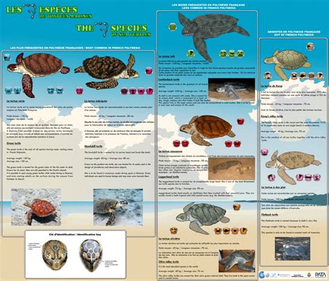 Sea Turtles Identification Chart Marine Biology Pinterest Charts | My ...