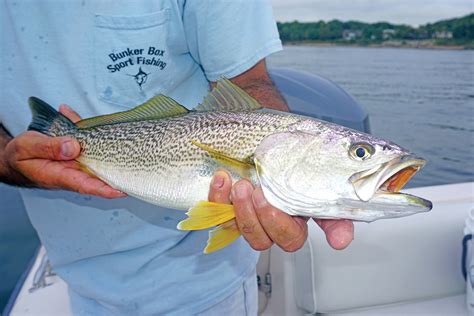 Weakfish: Yellow-Finned Glimmer of Hope - The Fisherman