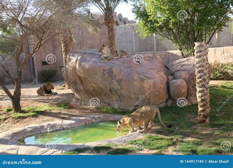 Wild Animal African Lion in Al Ain Zoo, Safari Park, Al Ain, United ...