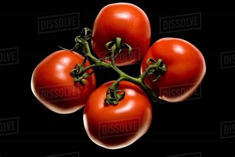 Tomatoes on the vine - Stock Photo - Dissolve