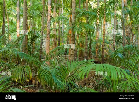 Tropical Monsoon Forest High Resolution Stock Photography and Images ...