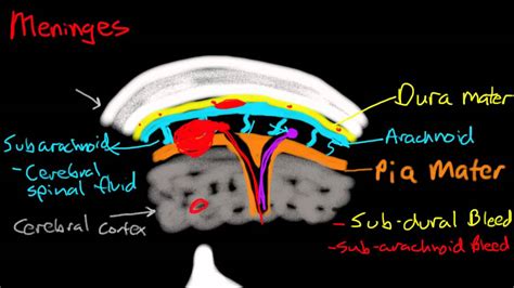 [DIAGRAM] Diagram Of The Meninges - MYDIAGRAM.ONLINE