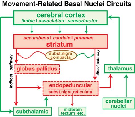 Basal Nuclei Circuit