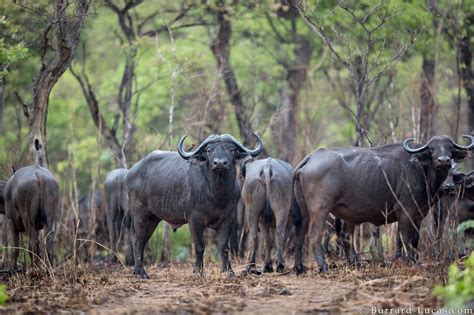 Niassa, Mozambique - Will Burrard-Lucas Blog