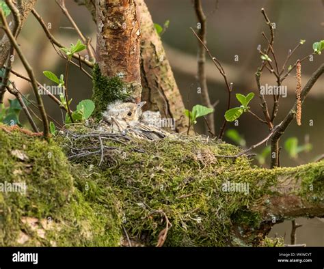 Mistle thrush on nest hi-res stock photography and images - Alamy