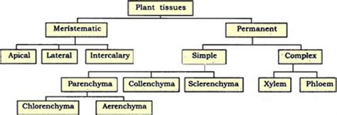 NCERT 9th Class (CBSE) Science: Tissues – Page 6 – Class Notes