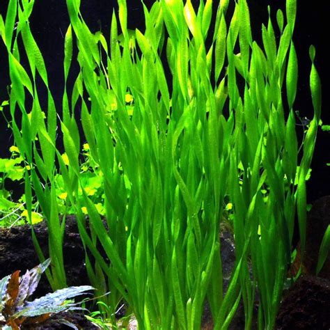 Jungle Vallisneria (Vallisneria americana) 大扭兰 – Nilufar