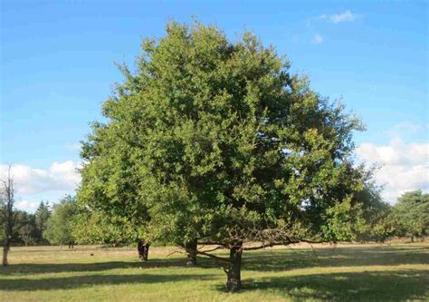 Roble común, Quercus robur,características, hoja, fruto y clasificación - Naturaleza y ecología