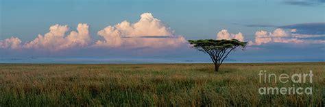 Serengeti Sunrise Photograph by Sandra Bronstein - Pixels