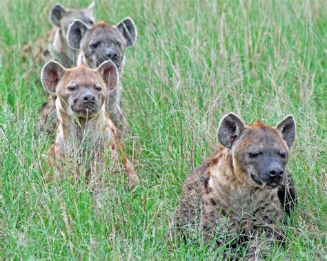 Hyena Pack stock photo. Image of file, field, grass, pack - 11847318