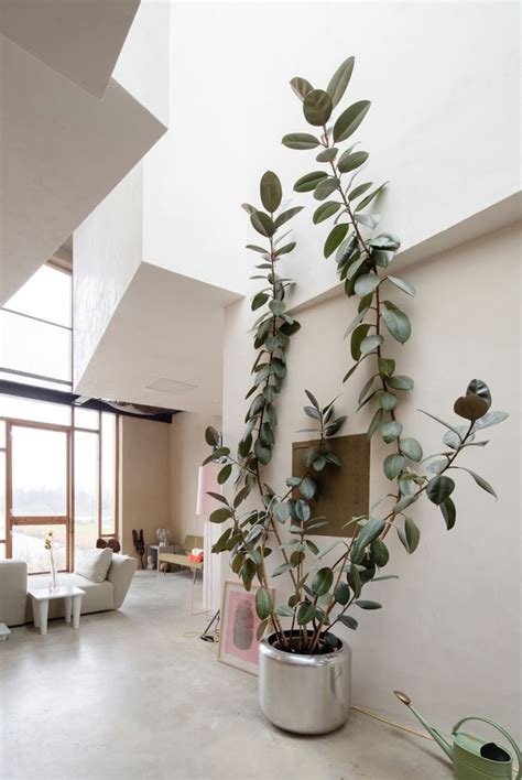 Pin on decorating with plants indoors