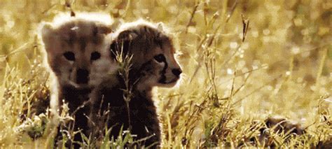 Wild Animal Gif