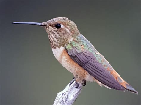 Rufous Hummingbird | Celebrate Urban Birds