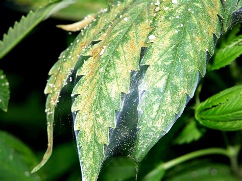 Is this a spider mite? | Grasscity Forums - The #1 Marijuana Community ...