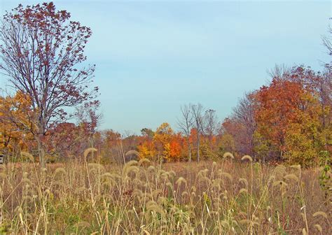 Autumn Field Free Stock Photo - Public Domain Pictures