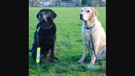 Guide dog brothers reunite nearly a decade after retiring from work