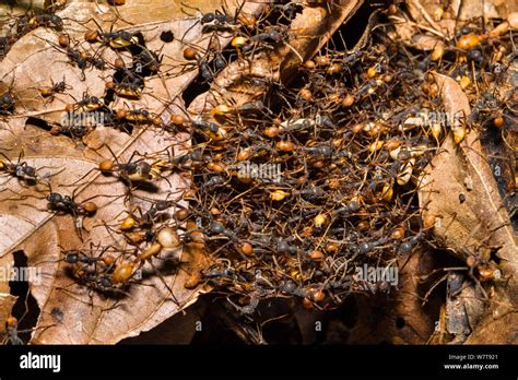 Army ants bridge hi-res stock photography and images - Alamy