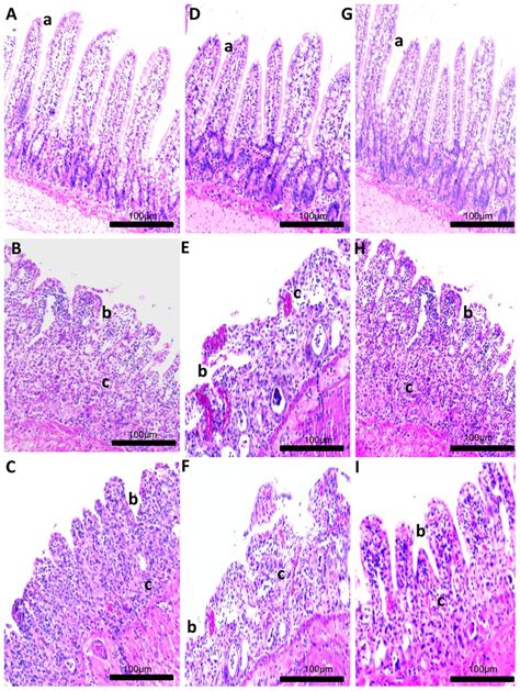 Histological examination of jejunum specimens. For each group, 5 ...