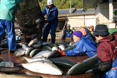 Japanese Amberjack Catch 2 | Photos | Another Kyoto Media Library